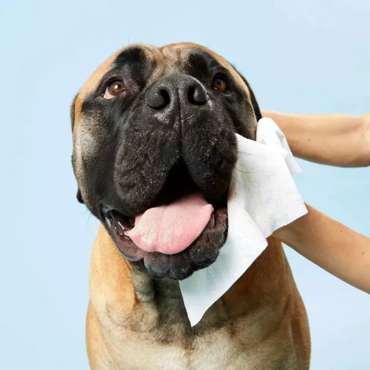Wipes Pet Murah ing Akeh: Affordable, Aman & Disesuaikan kanggo merek global