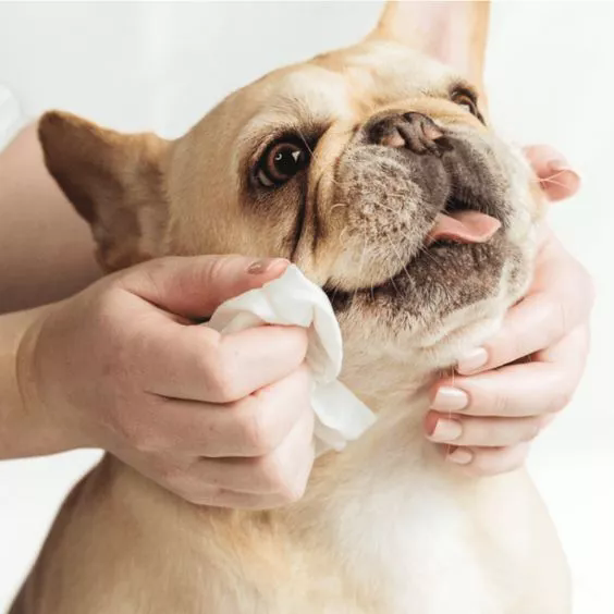 Pet Wipes kanggo Perjalanan: Barang sing kudu ana kanggo perawatan pet